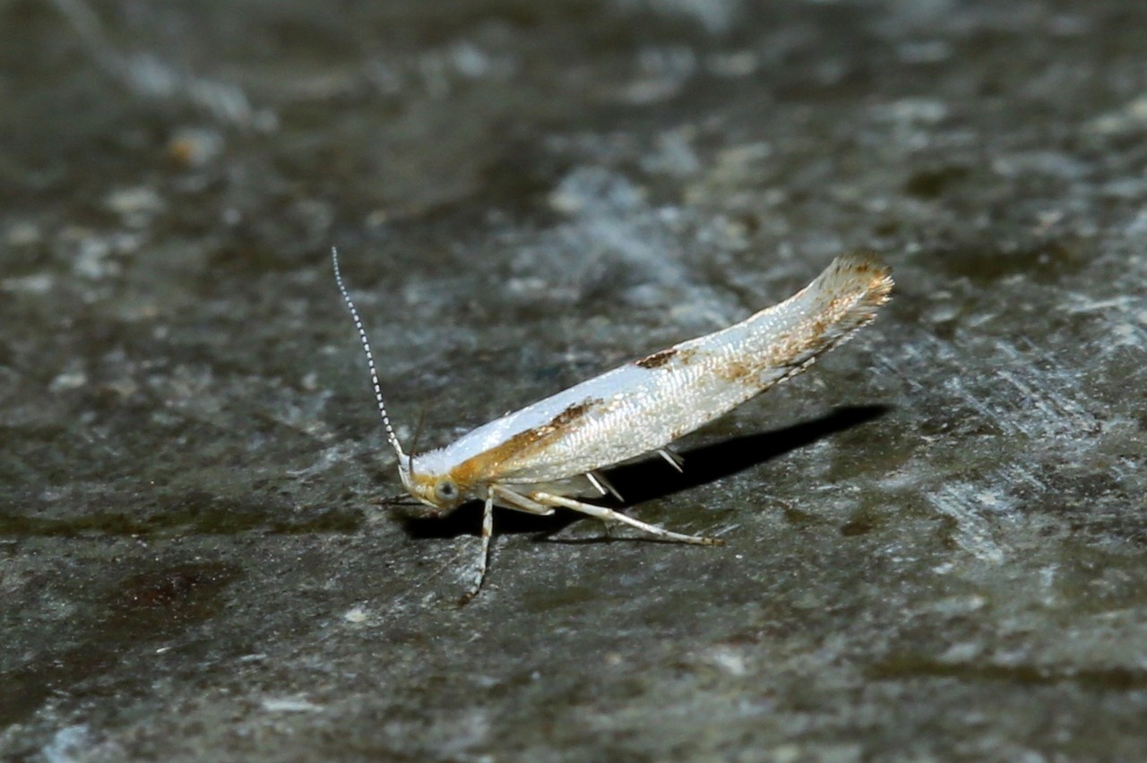 Argyresthia bonnetella (Linnaeus, 1758)