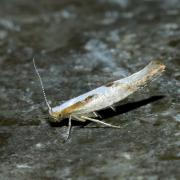 Argyresthia bonnetella (Linnaeus, 1758)