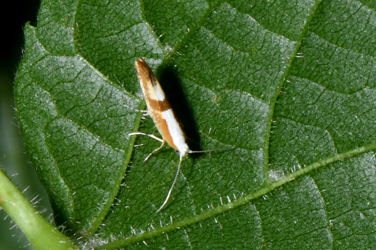 Argyresthia pruniella (Clerck, 1759) - Teigne du Cerisier