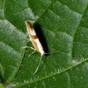 Argyresthia pruniella (Clerck, 1759) - Teigne du Cerisier