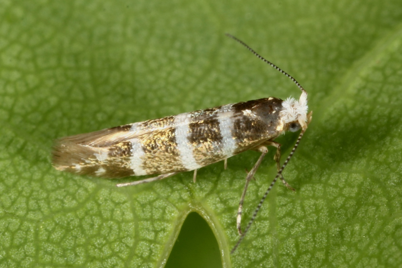 Argyresthia trifasciata Staudinger, 1871 - Teigne des pousses de Thuya