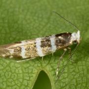 Argyresthia trifasciata Staudinger, 1871 - Teigne des pousses de Thuya