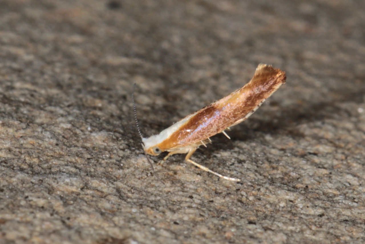 Argyresthia sp cf albistria/semitestacella