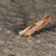 Argyresthia sp cf albistria/semitestacella