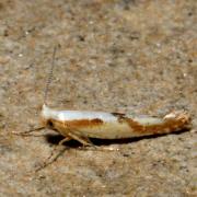 Argyresthia bonnetella (Linnaeus, 1758)