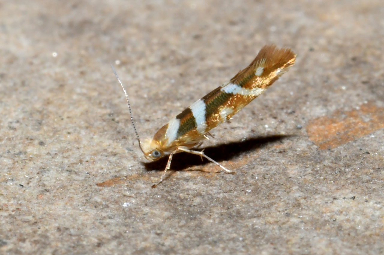 Argyresthia goedartella (Linnaeus, 1758) - Argyresthe de Goedart