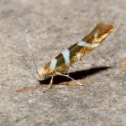 Argyresthia goedartella (Linnaeus, 1758) - Argyresthe de Goedart