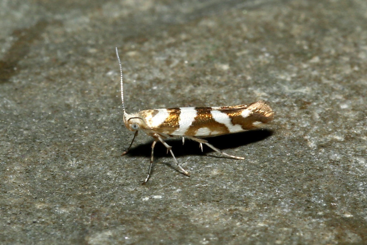 Argyresthia goedartella (Linnaeus, 1758) - Argyresthe de Goedart