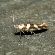 Argyresthia goedartella (Linnaeus, 1758) - Argyresthe de Goedart