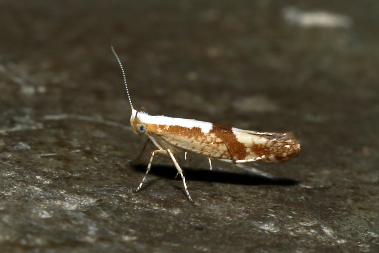 Argyresthia pruniella (Clerck, 1759) - Teigne du Cerisier