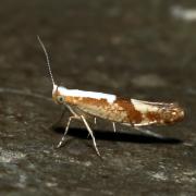 Argyresthia pruniella (Clerck, 1759) - Teigne du Cerisier