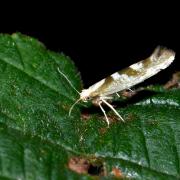 Argyresthia pygmaeella (Denis & Schiffermüller, 1775)