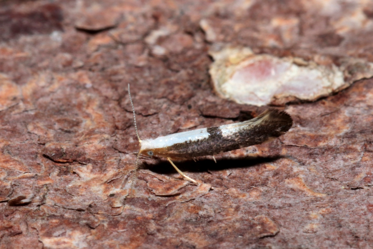 Argyresthia semifusca / spinosella