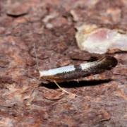 Argyresthia semifusca / spinosella