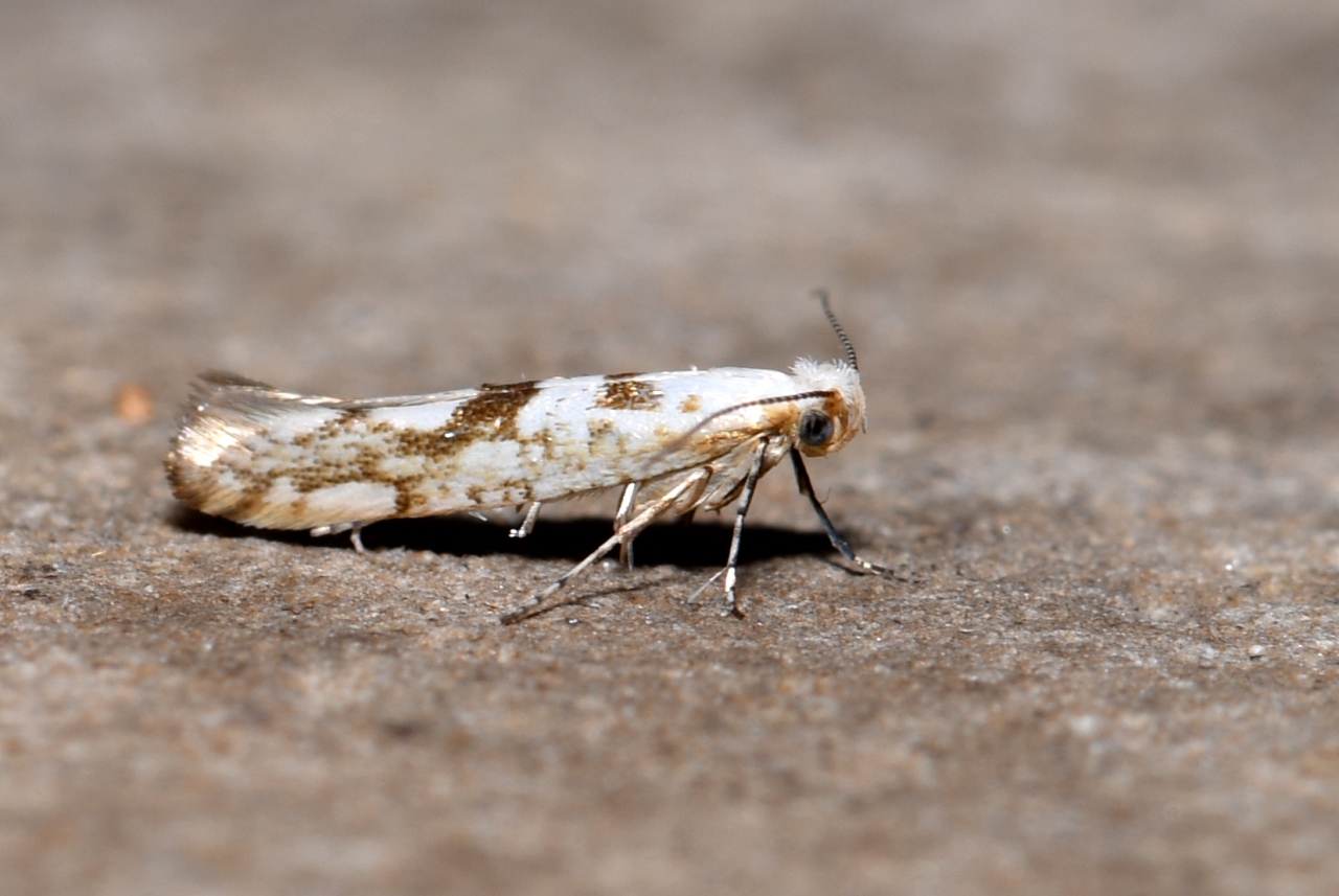 Argyresthia sorbiella (Treitschke, 1833) - Teigne du Sorbier