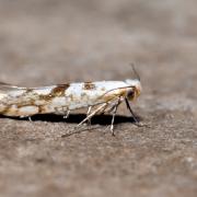 Argyresthia sorbiella (Treitschke, 1833) - Teigne du Sorbier