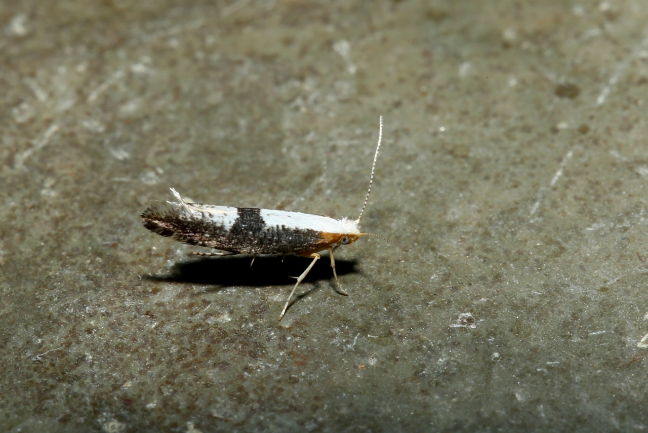 Argyresthia spinosella Stainton, 1849