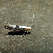 Argyresthia spinosella Stainton, 1849