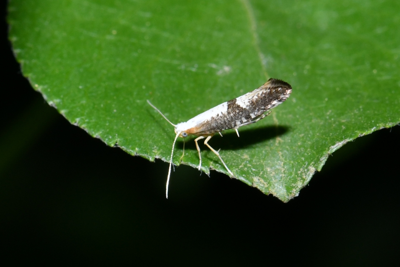 Argyresthia spinosella Stainton, 1849