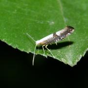 Argyresthia spinosella Stainton, 1849