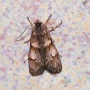Dasystoma salicella (Hübner, 1796) (mâle)