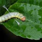 Diurnea fagella (Denis & Schiffermüller, 1775) - Chimabache du Hêtre (chenille)