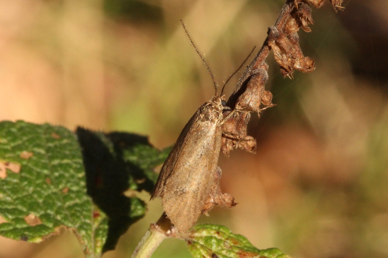 Diurnea lipsiella (Denis & Schiffermüller, 1775) - Chimabache automnale