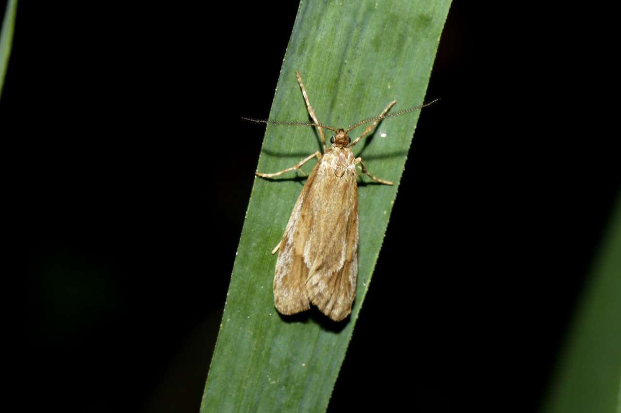 Diurnea lipsiella (Denis & Schiffermüller, 1775) - Chimabache automnale