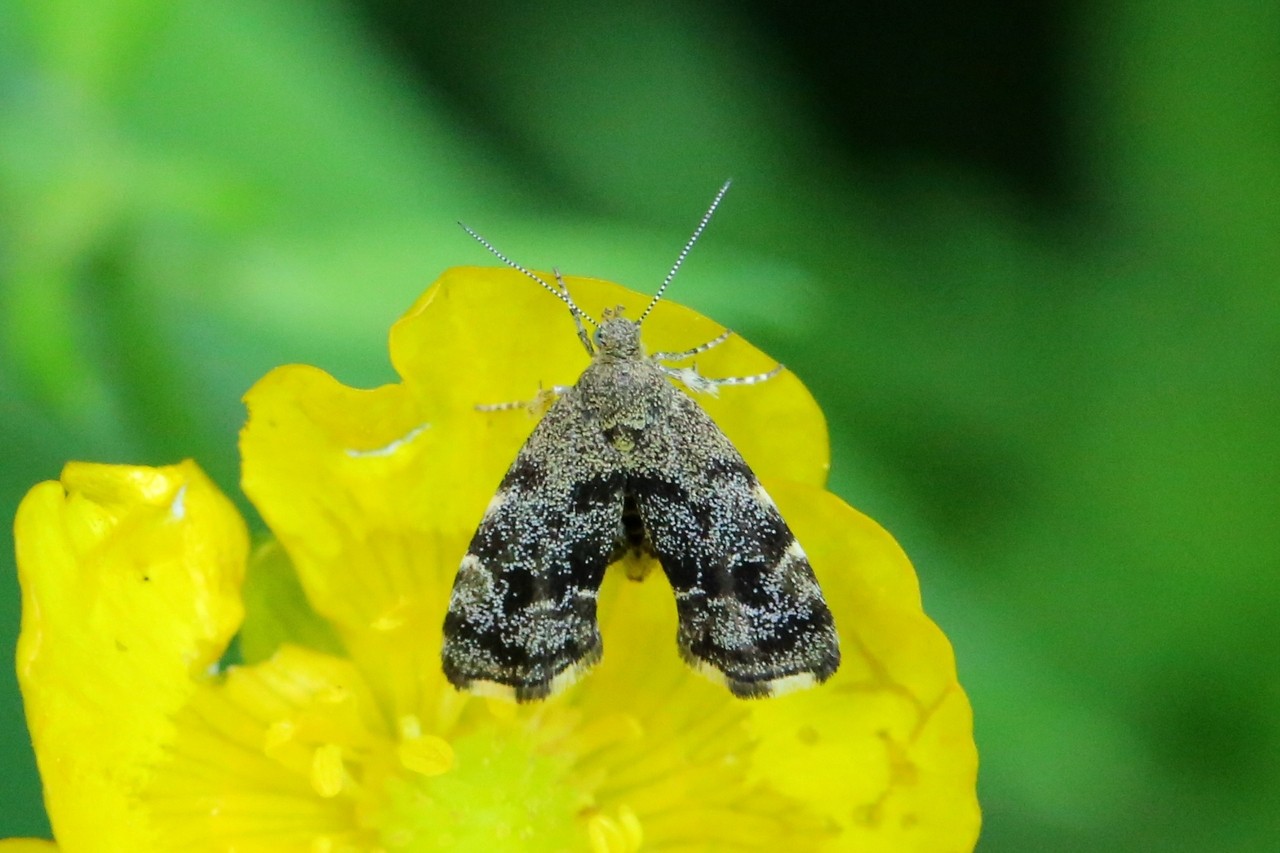 Anthophila fabriciana (Linnaeus, 1767) - Xylopode de Fabricius