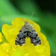 Anthophila fabriciana (Linnaeus, 1767) - Xylopode de Fabricius