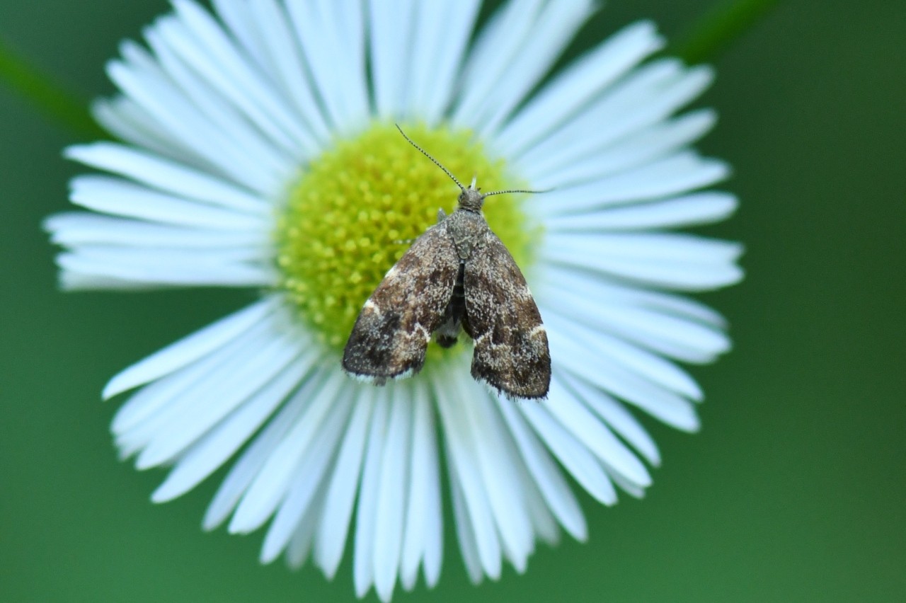 Anthophila fabriciana (Linnaeus, 1767) - Xylopode de Fabricius 