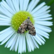 Anthophila fabriciana (Linnaeus, 1767) - Xylopode de Fabricius 