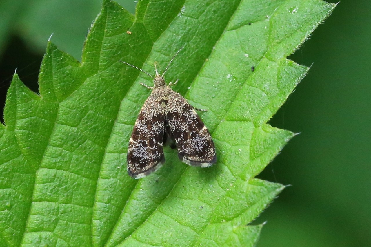 Anthophila fabriciana (Linnaeus, 1767) - Xylopode de Fabricius