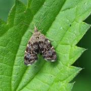 Anthophila fabriciana (Linnaeus, 1767) - Xylopode de Fabricius