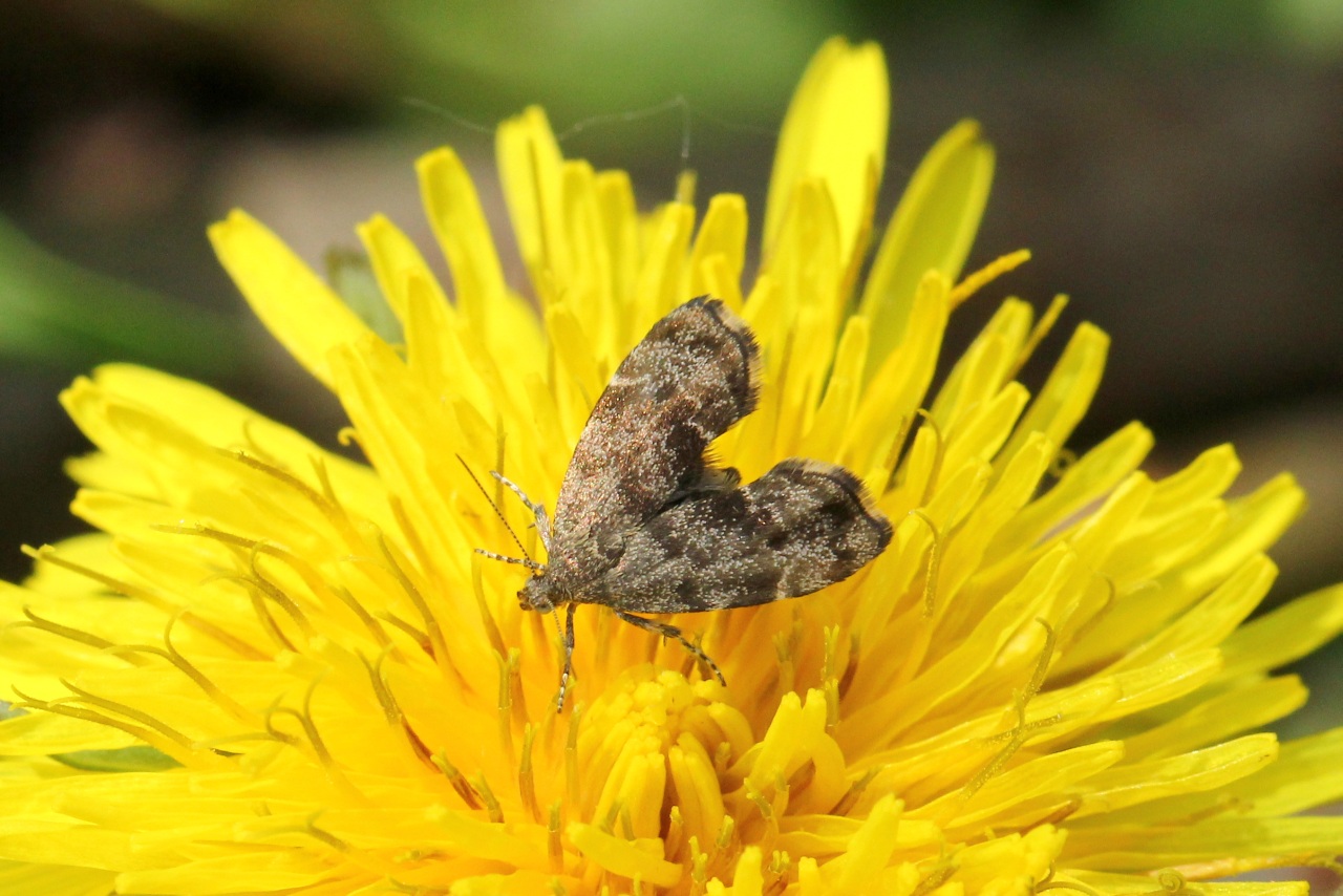 Anthophila fabriciana (Linnaeus, 1767) - Xylopode de Fabricius