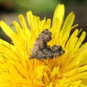 Anthophila fabriciana (Linnaeus, 1767) - Xylopode de Fabricius