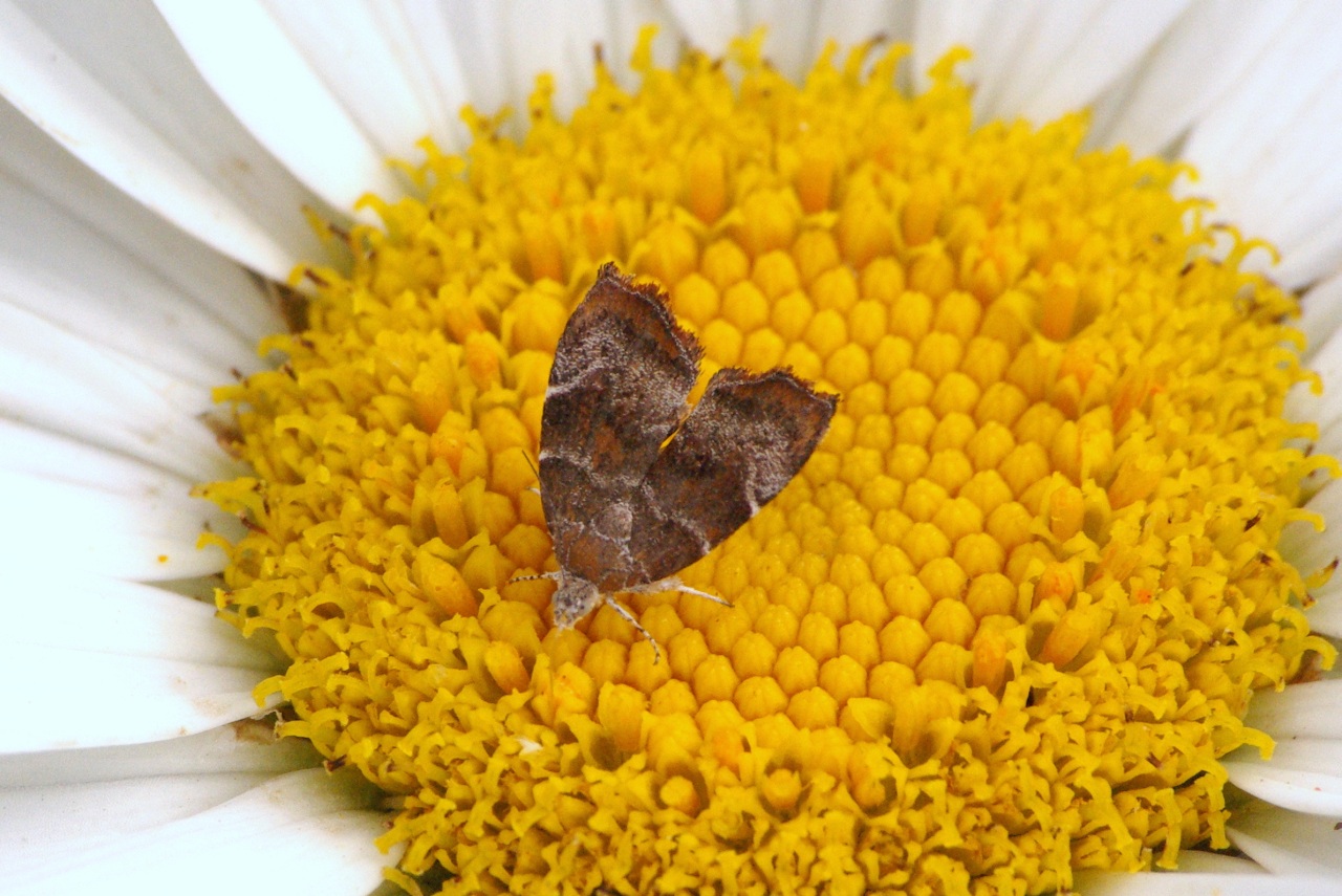 Choreutis nemorana (Hübner, 1799) - Teigne du Figuier