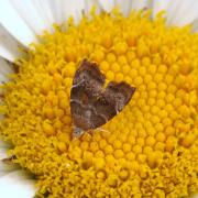 Choreutis nemorana (Hübner, 1799) - Teigne du Figuier