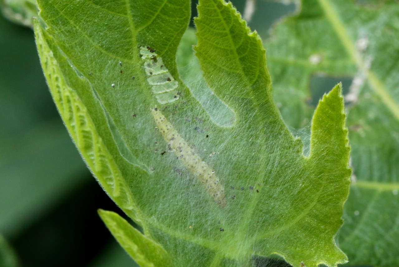 Choreutis nemorana (Hübner, 1799) - Teigne du Figuier (chenille)