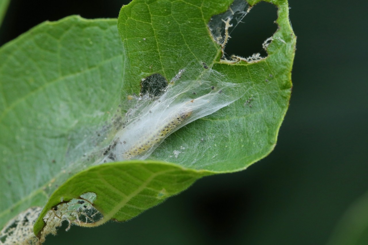 Choreutis nemorana (Hübner, 1799) - Teigne du Figuier (chenille)