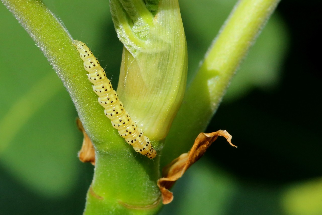 Choreutis nemorana (Hübner, 1799) - Teigne du Figuier (chenille)