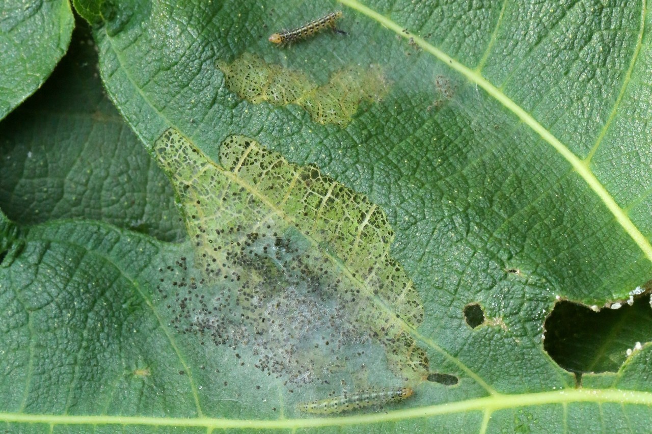 Choreutis nemorana (Hübner, 1799) - Teigne du Figuier (chenille)