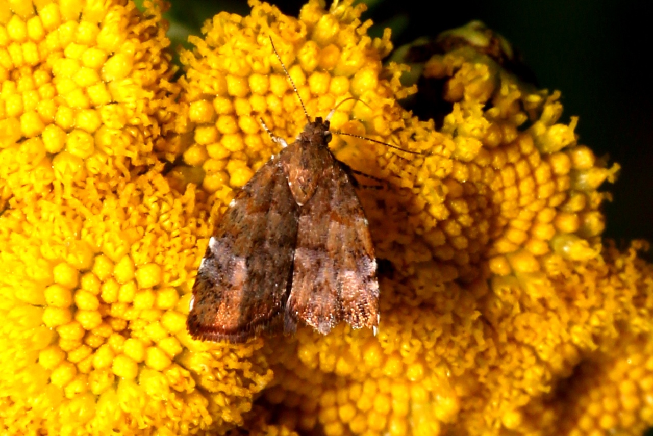 Choreutis pariana (Clerck, 1759) - Teigne des feuilles du pommier et du cerisier