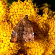 Choreutis pariana (Clerck, 1759) - Teigne des feuilles du pommier et du cerisier