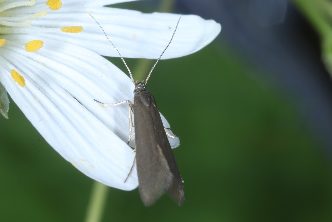 Coleophora lutarea (Haworth, 1828)