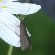 Coleophora lutarea (Haworth, 1828)