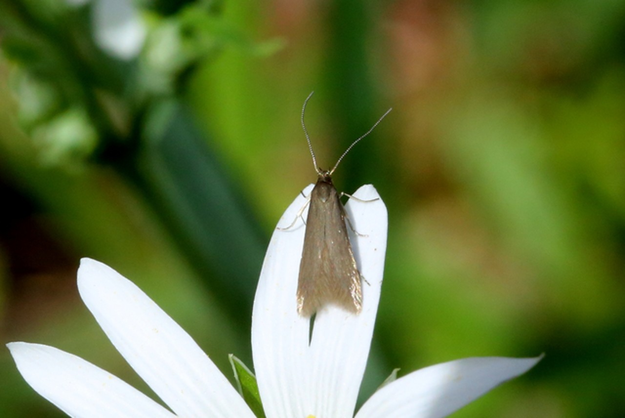 Coleophora lutarea (Haworth, 1828)