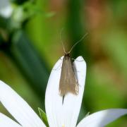 Coleophora lutarea (Haworth, 1828)