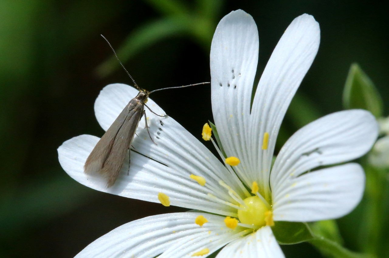 Coleophora lutarea (Haworth, 1828)