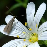 Coleophora lutarea (Haworth, 1828)